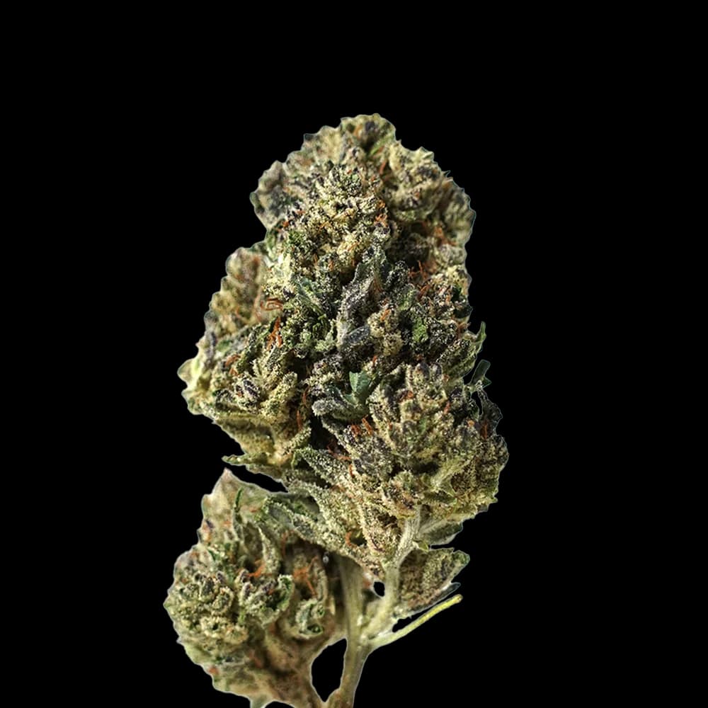Blue Cheese Bio — fleur CBD