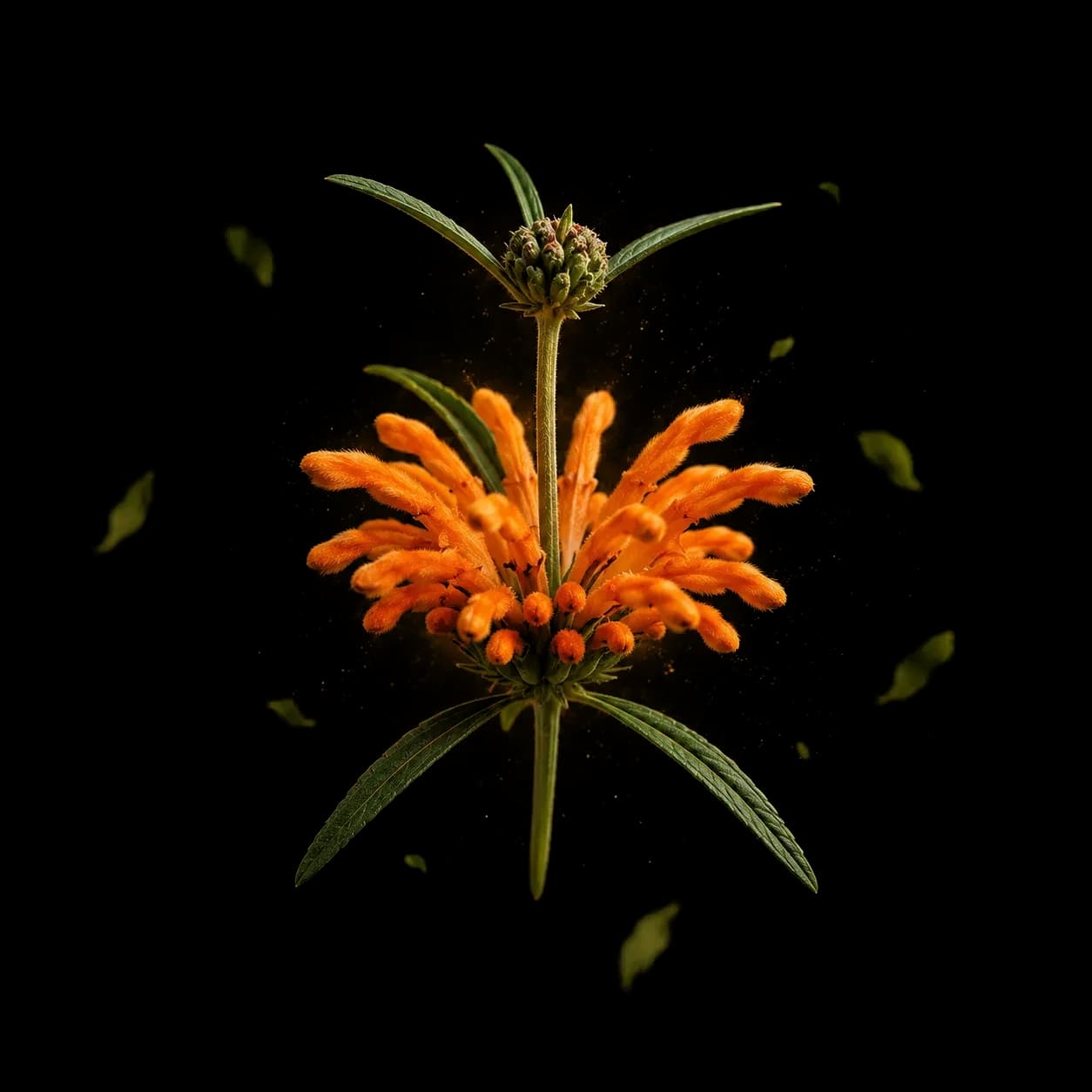 dagga-vrac