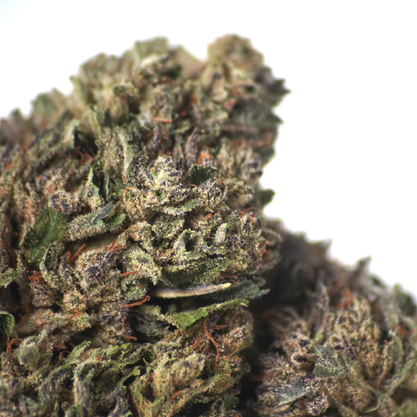 photo de près des fleurs cbd bio Blue cheese