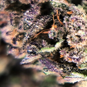 Macro bud Blue Cheese cbd