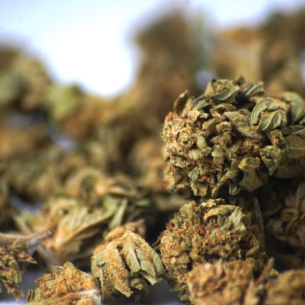 Fleurs CBD Blueberry Gelato fleurs bio