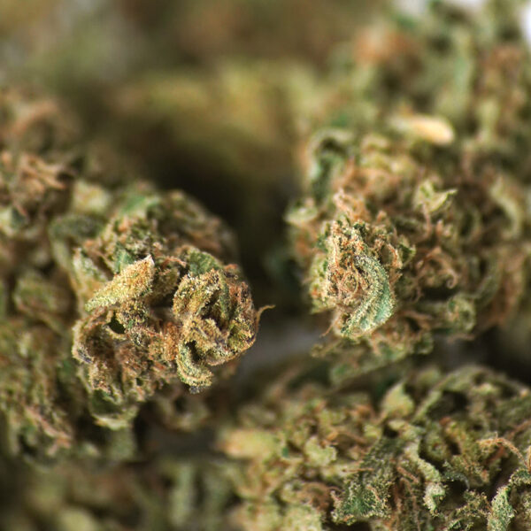 Zoom sur fleur de CBD bio Blue Lavande