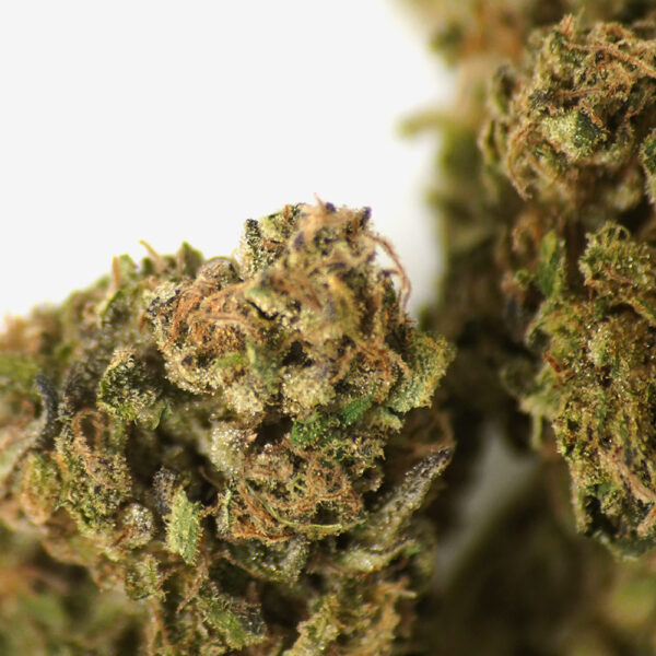 Zoom sur les fleurs de CBD bio Blue Lavande