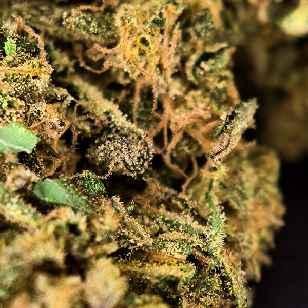 Zoom sur des fleurs de CBD bio Blue Lavande