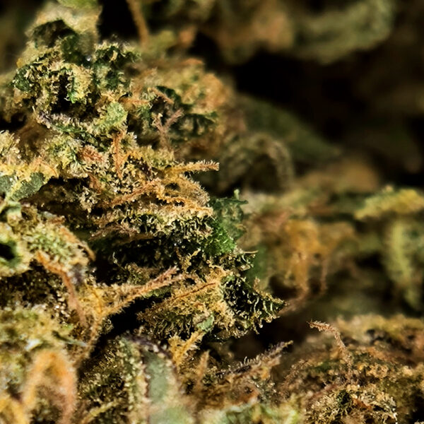 Macro sur fleur de CBD bio Blue Lavande